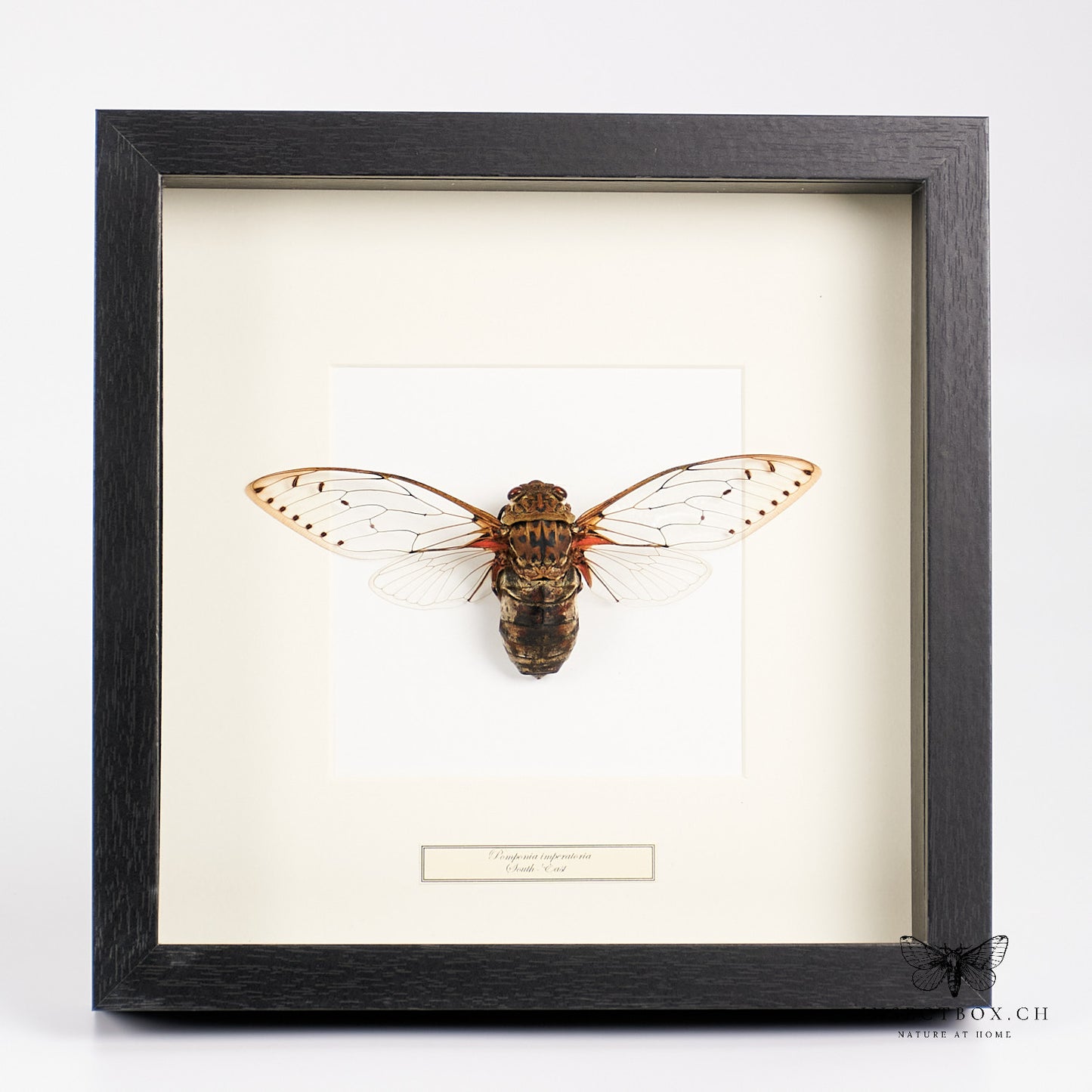 Empress Cicada - Pomponia imperatoria