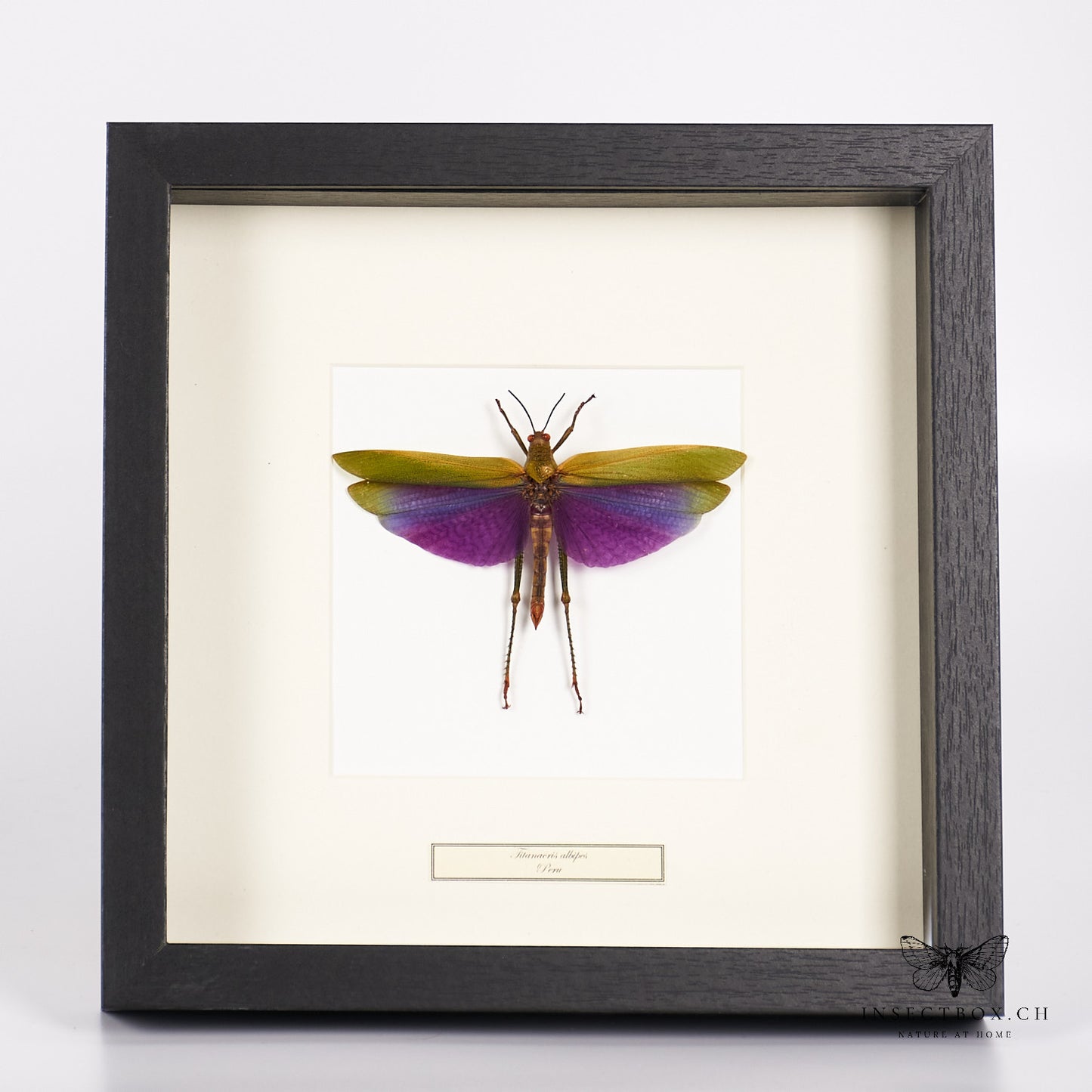 Sauterelle - Titanacris albipes - Mâle