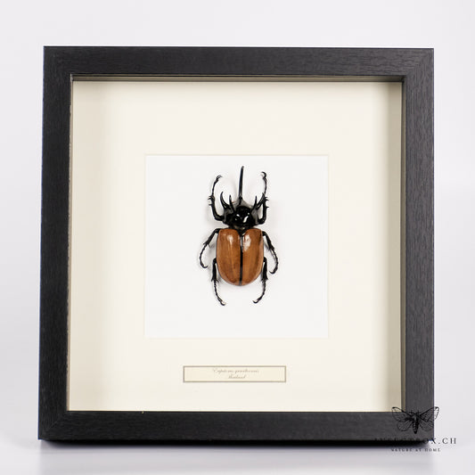 Nashornkäfer - eupatorus gracilicornis