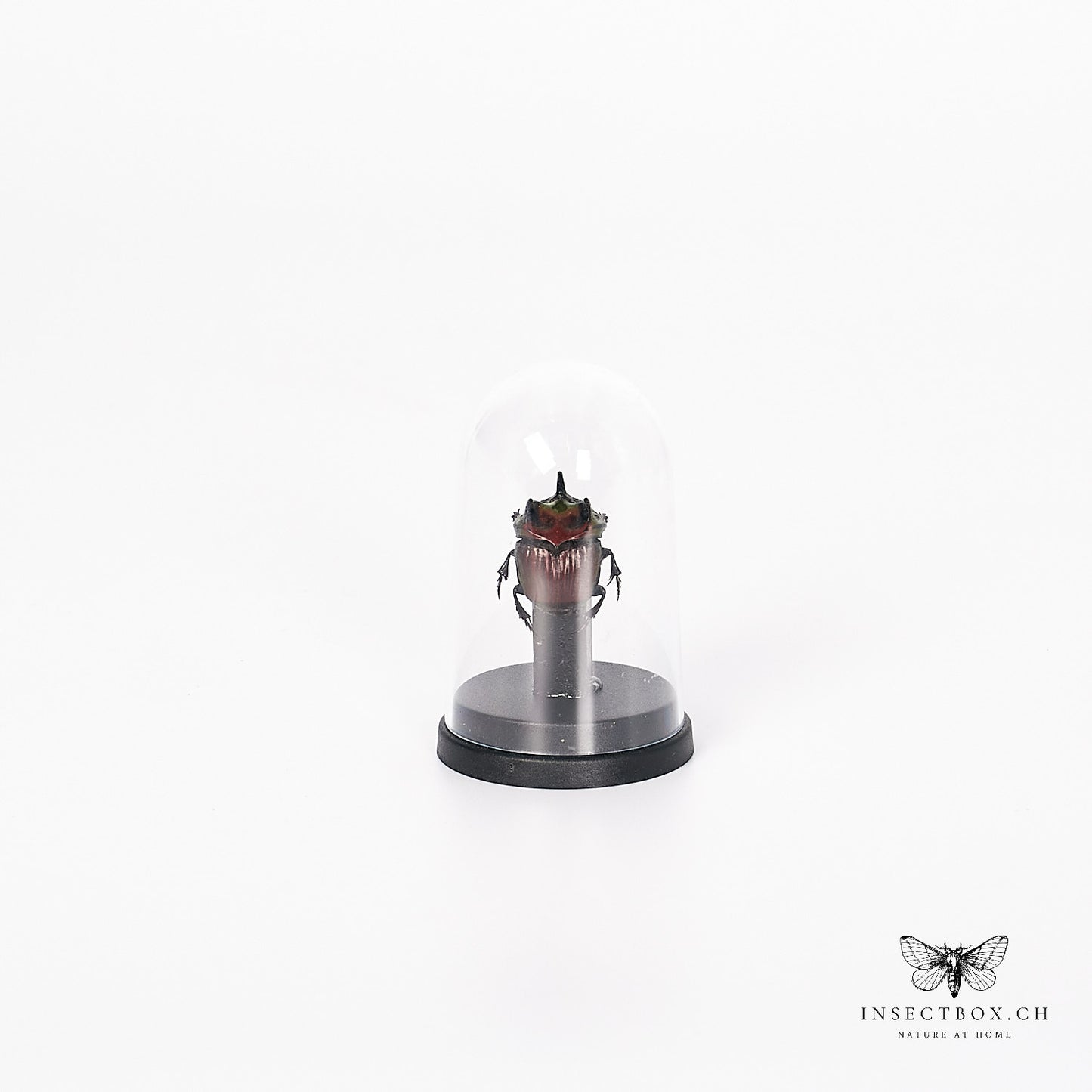 Rhinoceros Beetle - Oryctes - Male