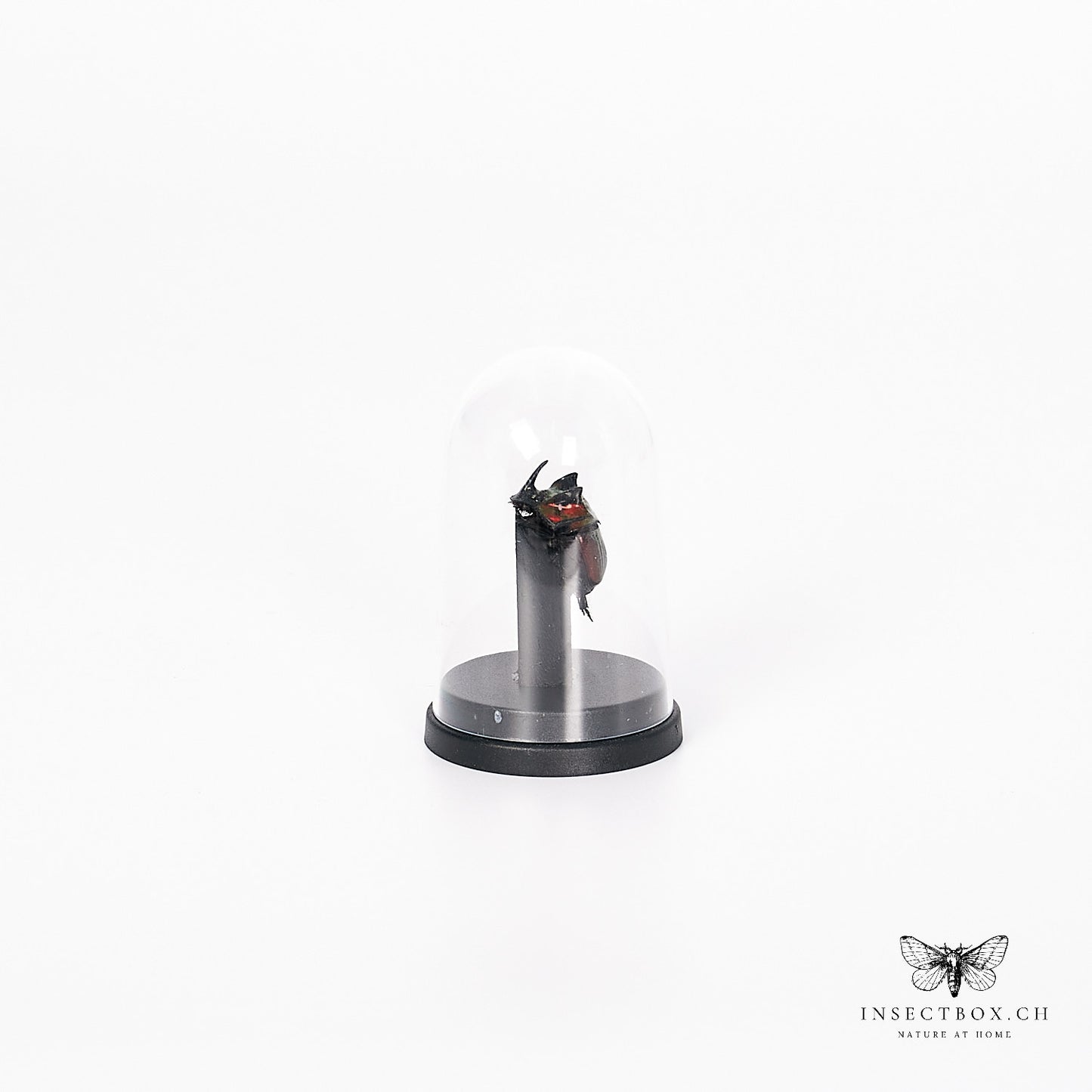 Rhinoceros Beetle - Oryctes - Male