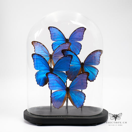Antique glass bell jar with prepared butterflies - Morpho didius