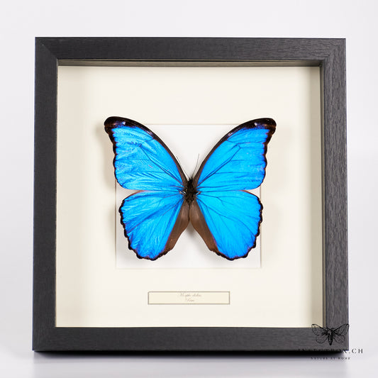 Papillon Morpho bleu - morpho didius