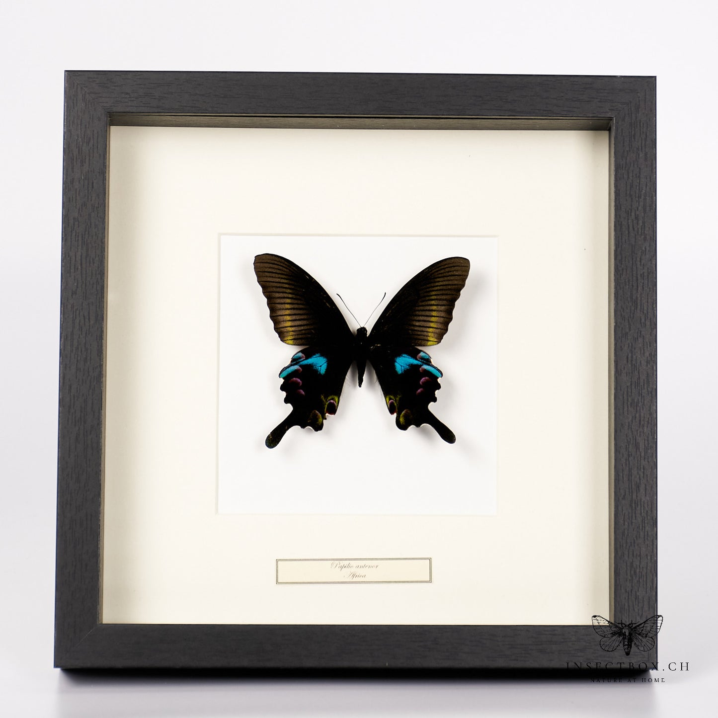 Papillon machaon Antenor - Papilio antenor