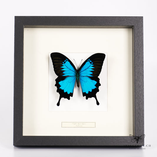 Papillon machaon des montagnes bleues - Papilio ulysses ulysses