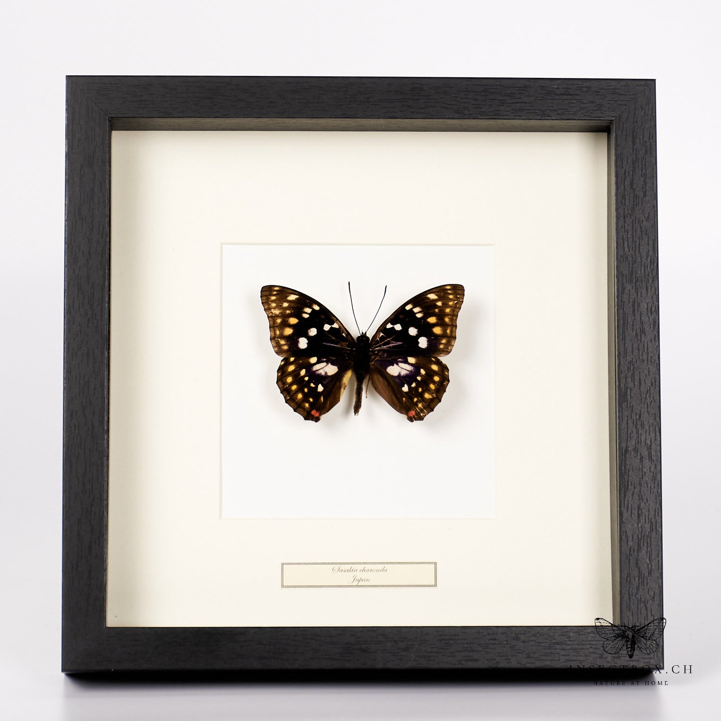 Papillon empereur japonais - Sasakia charonda