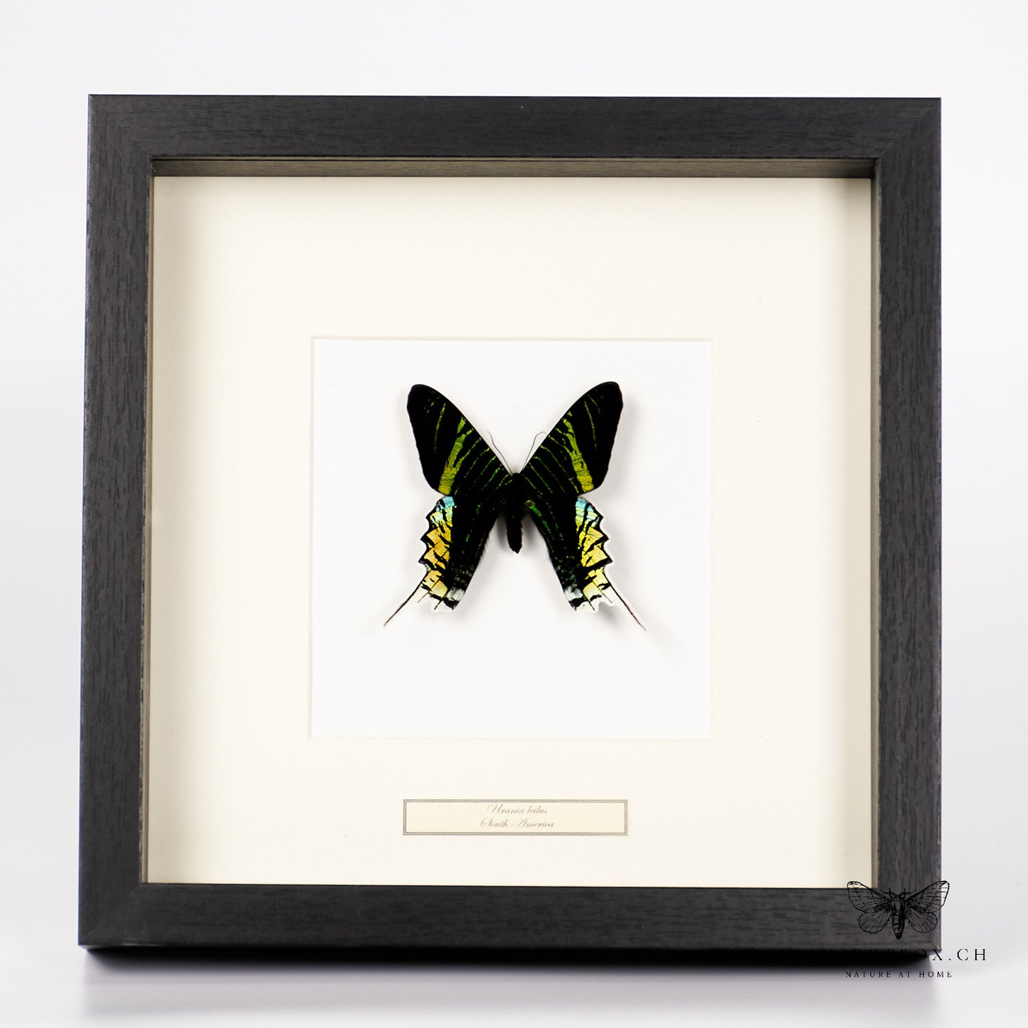 Leilus Metalwing - Urania leilus