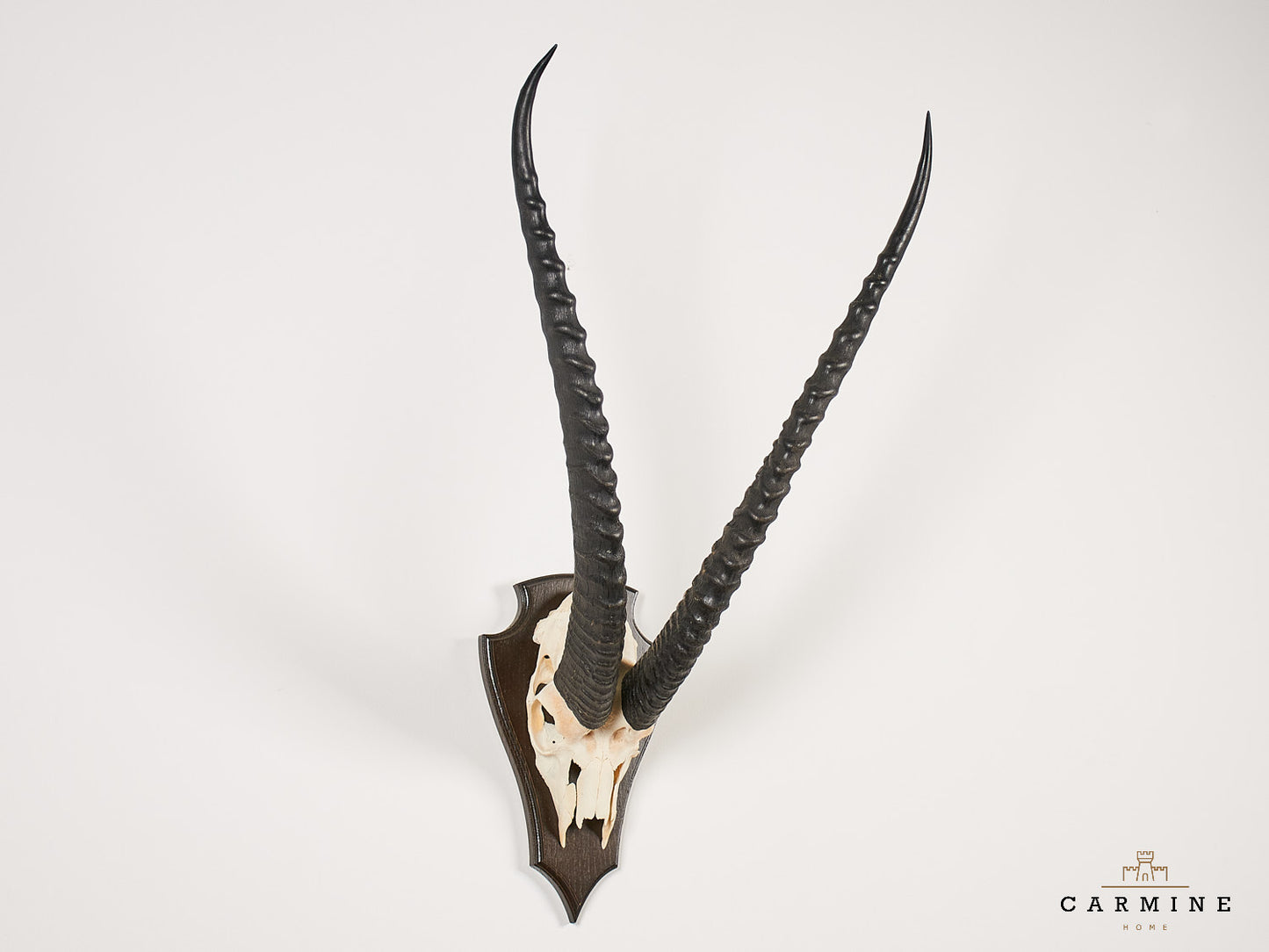 Antilopen Trophäe Afrika - Original Jagdtrophäe