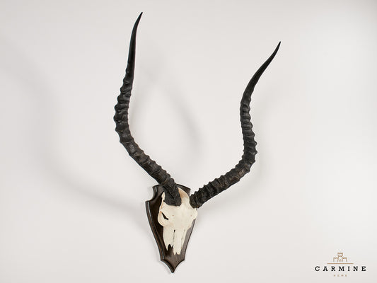 Kudu Trophäe Afrika – Original Jagdtrophäe mit Spiralhörnern Vintage