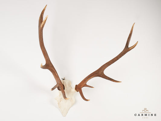Hirsch Trophäe – Original Geweih Vintage