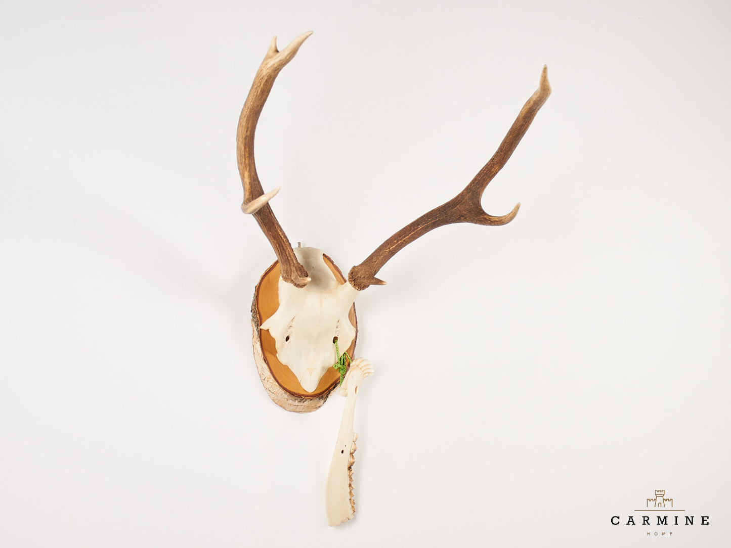 Hirsch Geweih Trophäe – Vintage auf Holzmedaillon