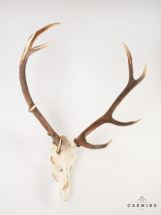 Hirsch Geweih Trophäe – Vintage Jagdtrophäe