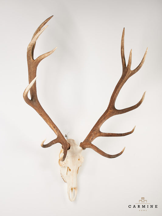 Hirsch Geweih Trophäe – Vintage Jagdtrophäe