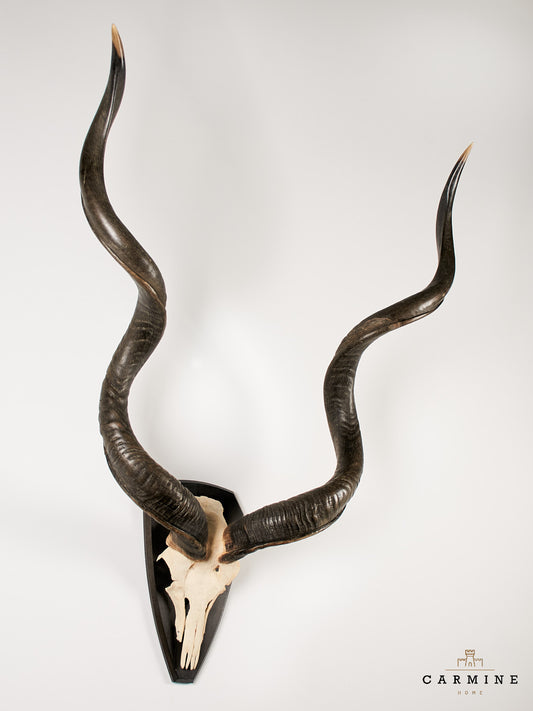 Kudu Trophäe – Vintage auf Holzschild