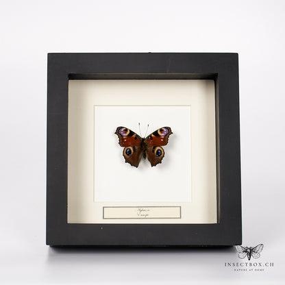 Papillon paon - Aglais io