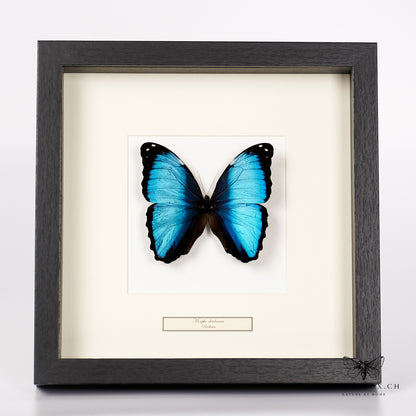 Blue butterfly - Morpho deidamia