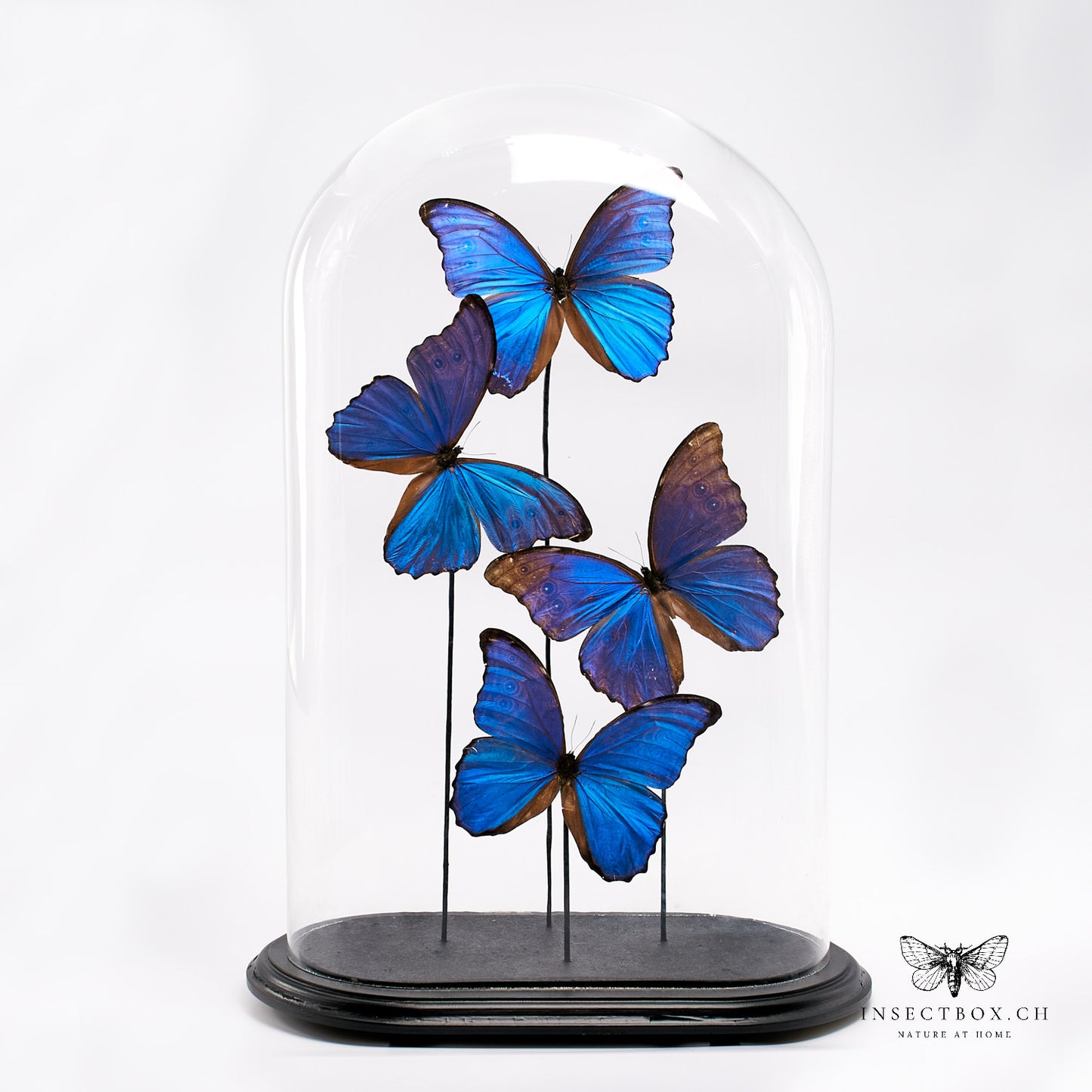 Antique glass bell jar with prepared butterflies - Morpho didius