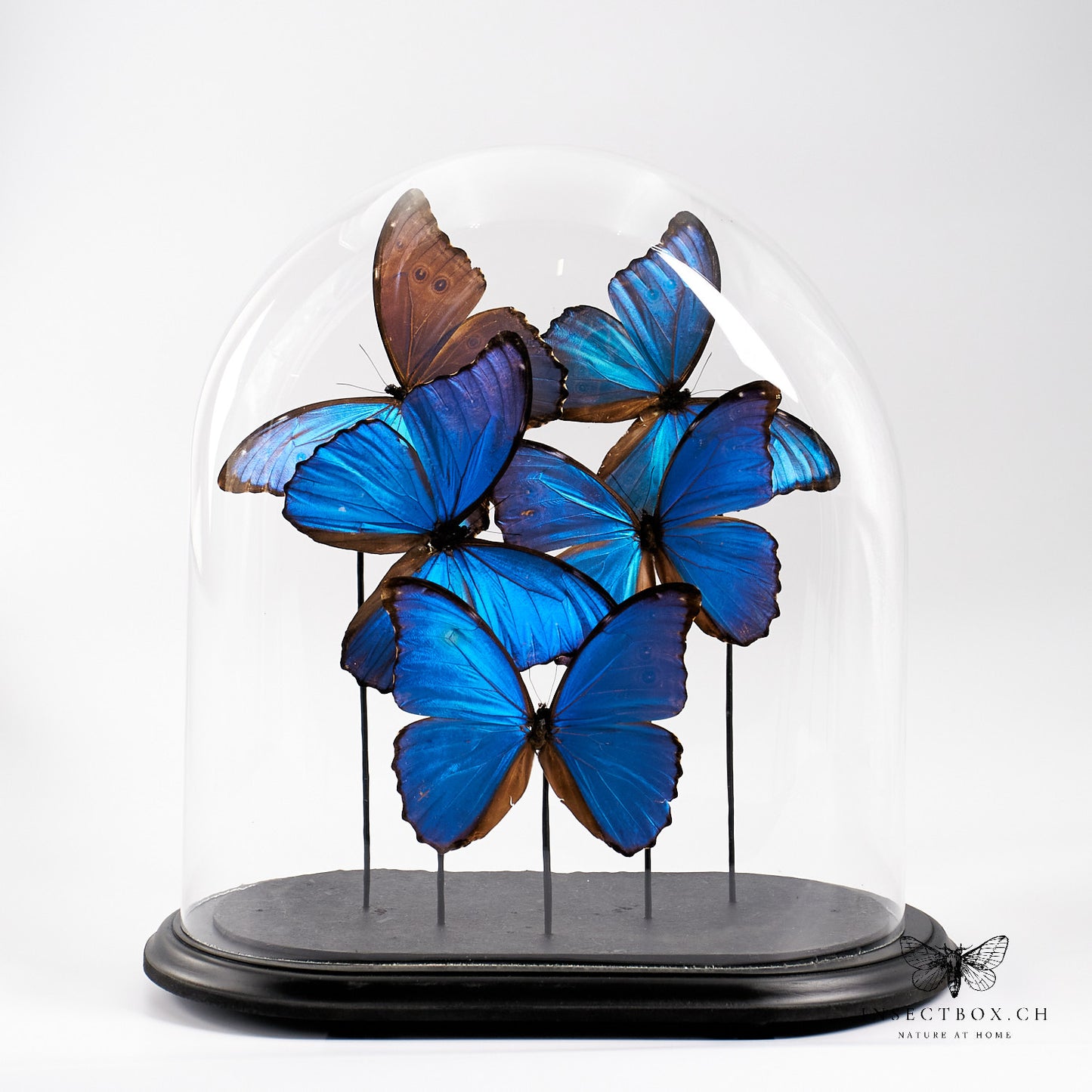 Antique glass bell jar with prepared butterflies - Morpho didius