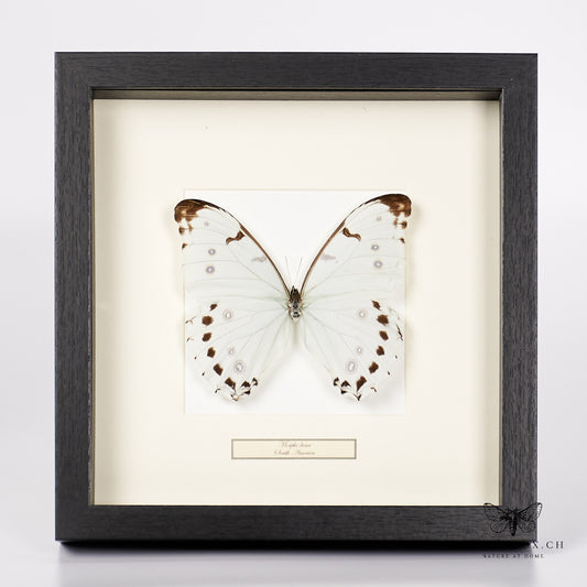 Moon butterfly - Morpho Luna