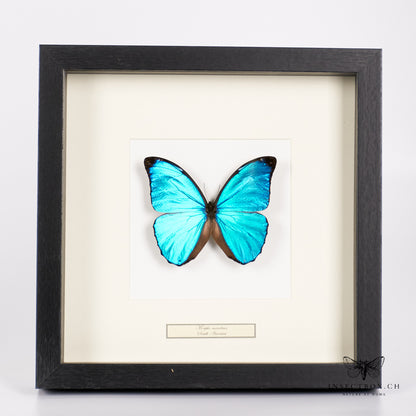 Blauer Morpho Menelaus Schmetterling - Morpho menelaus