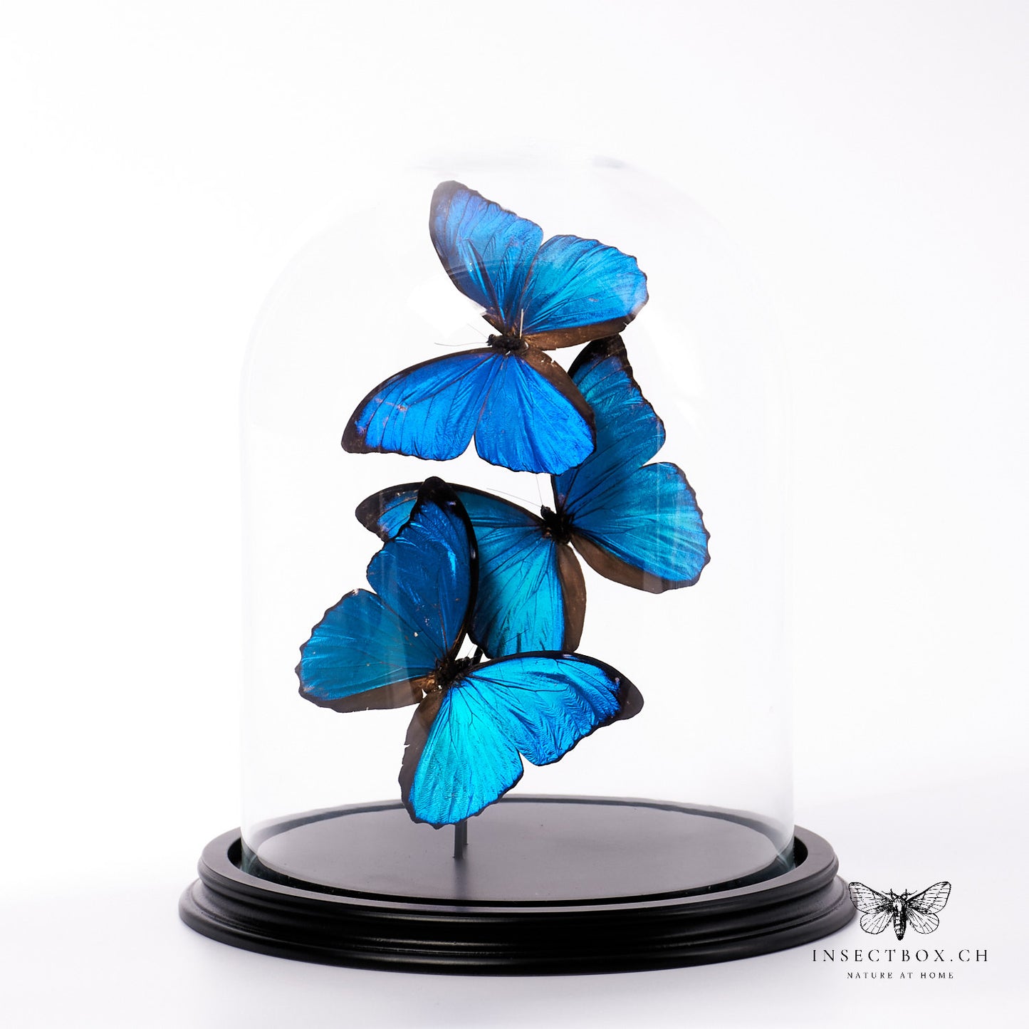 Cloche en verre avec papillons disséqués - Morpho menelaus