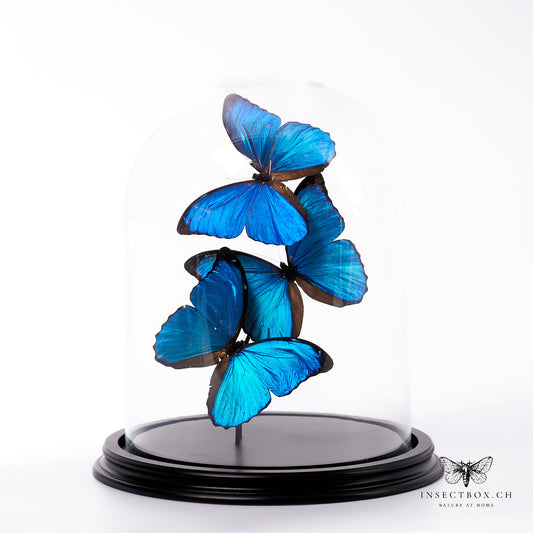 Glass bell with prepared butterflies - Morpho menelaus