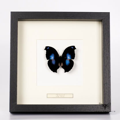 Noble butterfly - Napeocles Jucunda