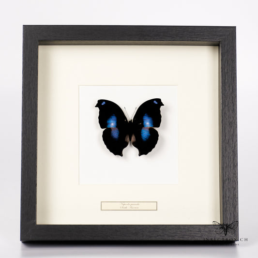 Papillon noble - Napeocles jucunda