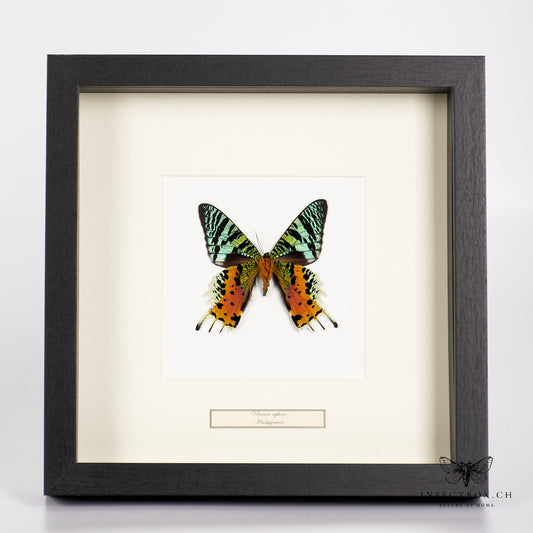 Rainbow butterfly - Urania ripheus – underside