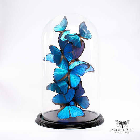 Cloche avec Morpho didius et Morpho Menelaus