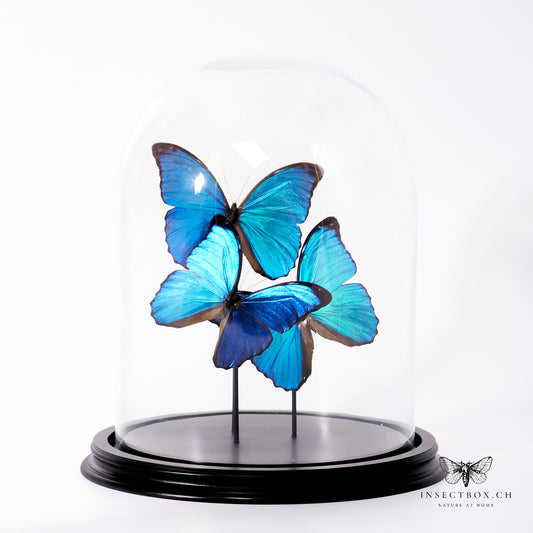 Cloche avec Morpho menelaus