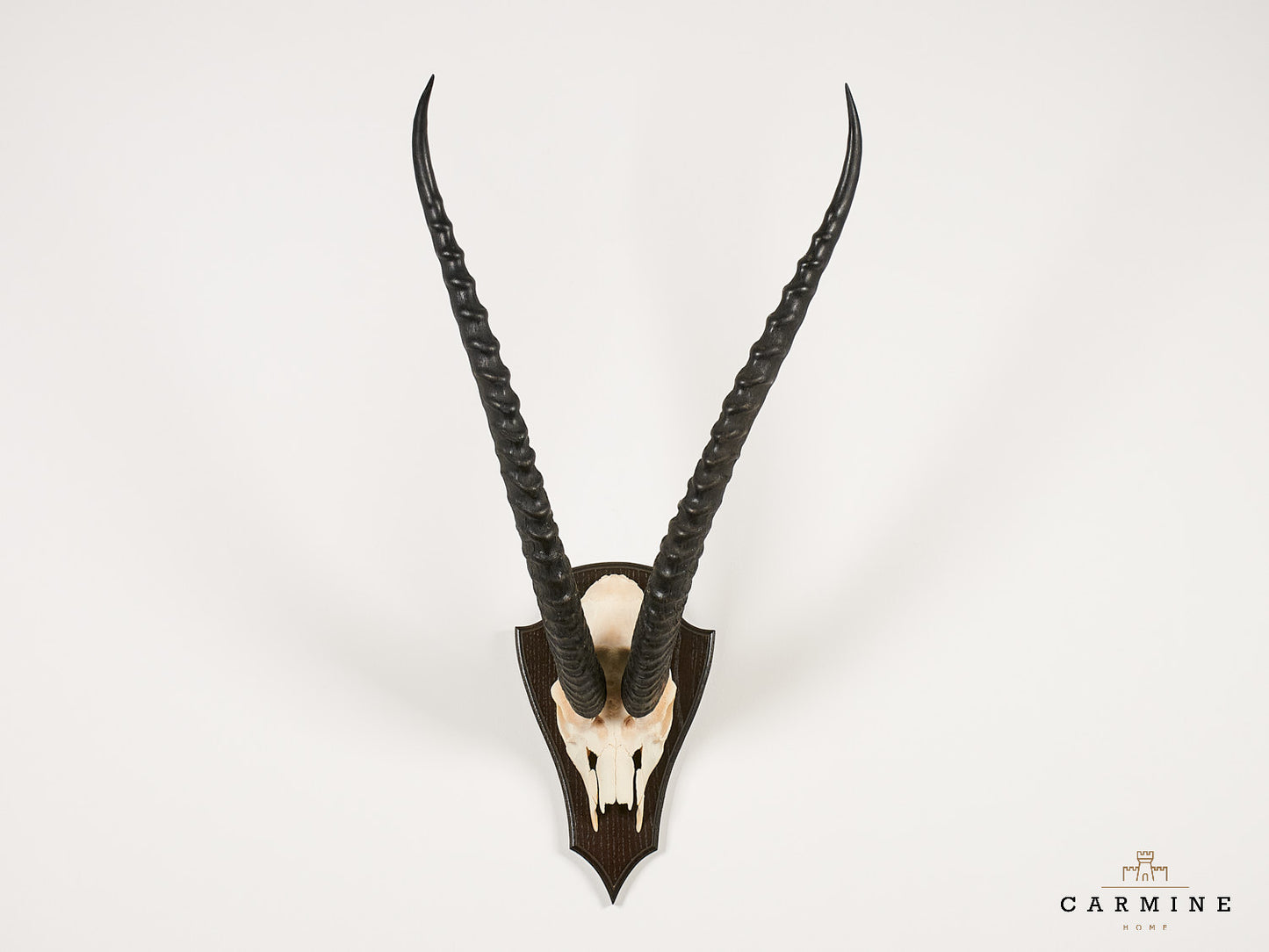 Antilopen Trophäe Afrika - Original Jagdtrophäe
