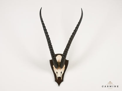 Antilopen Trophäe Afrika - Original Jagdtrophäe