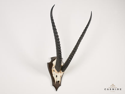 Antilopen Trophäe Afrika - Original Jagdtrophäe