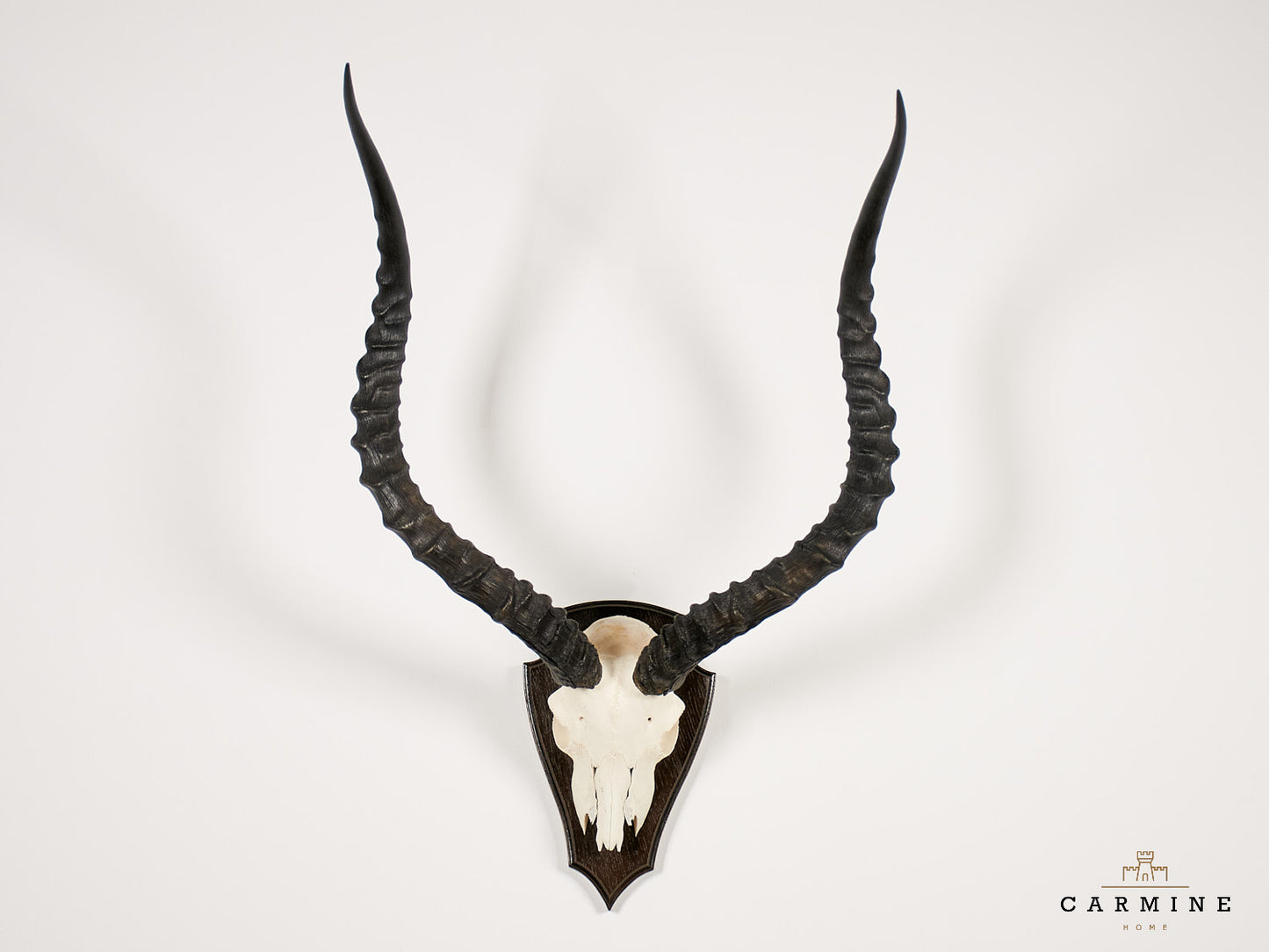Kudu Trophäe Afrika – Original Jagdtrophäe mit Spiralhörnern Vintage