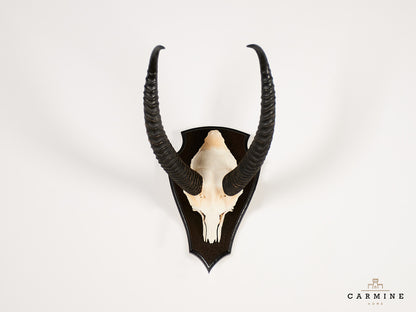 Gerenuk Trophäe Afrika – Original Jagdtrophäe Antilope Vintage