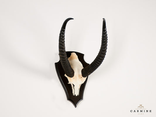 Gerenuk Trophäe Afrika – Original Jagdtrophäe Antilope Vintage