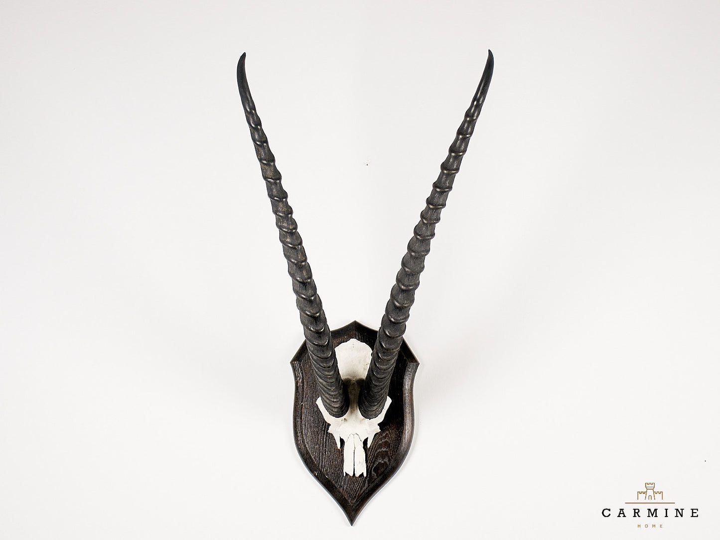 Gazellen Trophäe Afrika - Original Jagdtrophäe Antilope Vintage