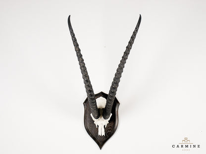 Gazellen Trophäe Afrika - Original Jagdtrophäe Antilope Vintage
