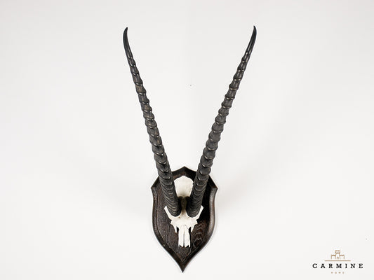 Gazellen Trophäe Afrika - Original Jagdtrophäe Antilope Vintage