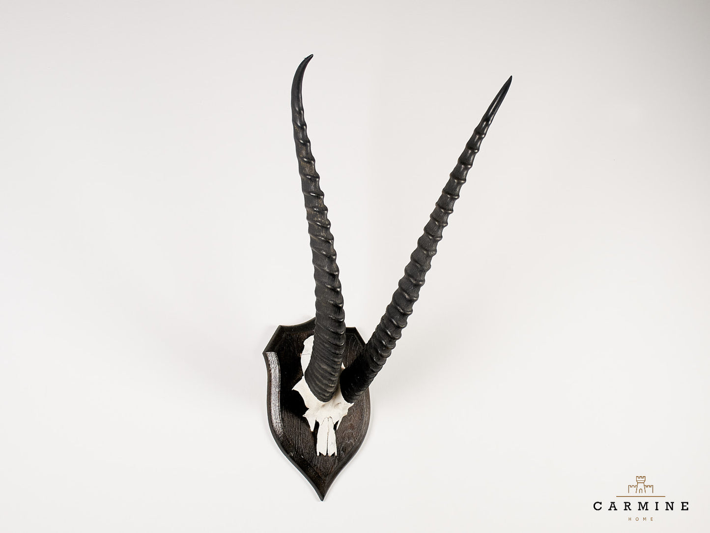 Gazellen Trophäe Afrika - Original Jagdtrophäe Antilope Vintage