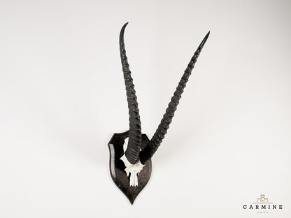 Gazellen Trophäe Afrika - Original Jagdtrophäe Antilope Vintage