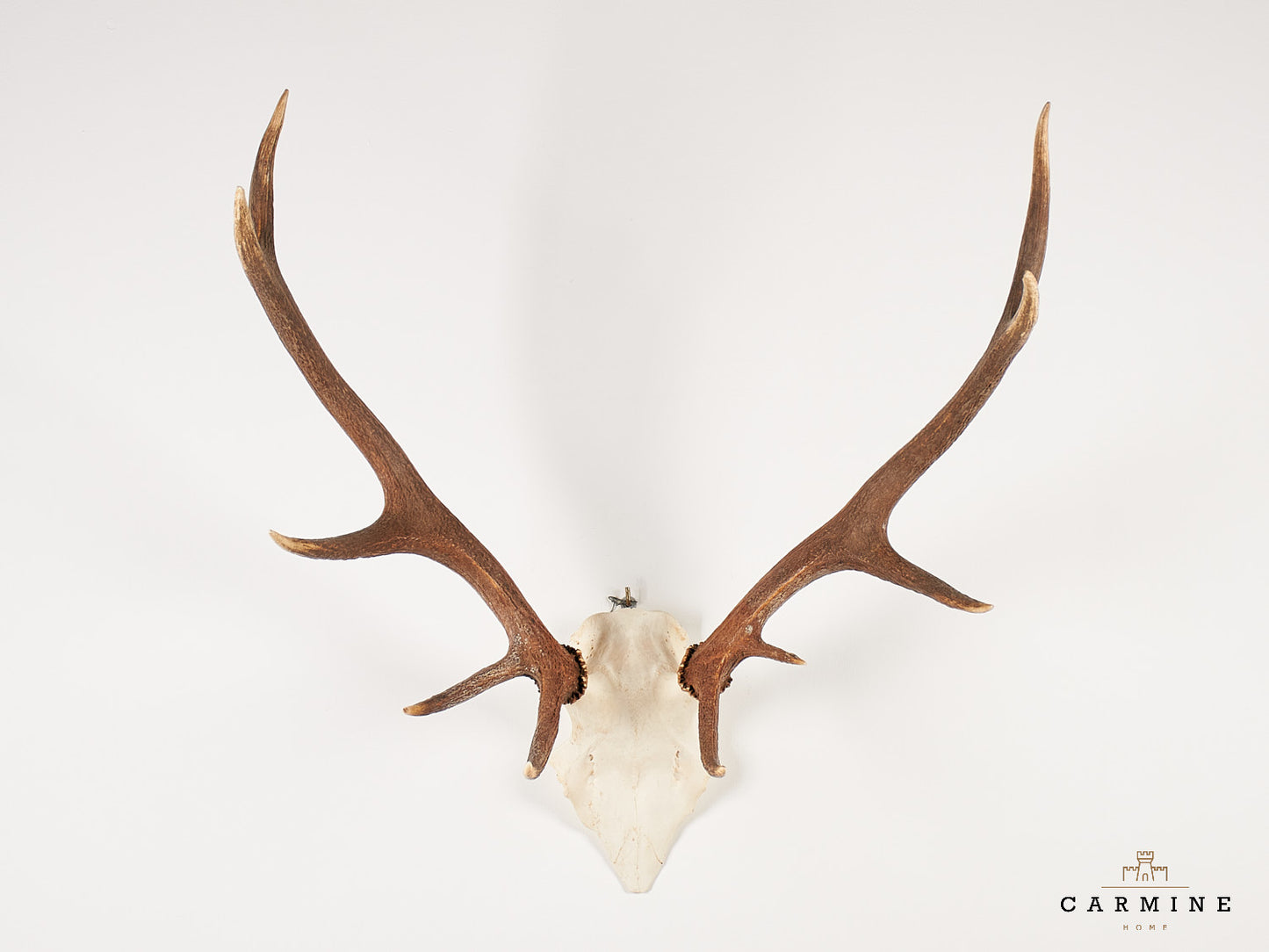 Hirsch Trophäe – Original Geweih Vintage