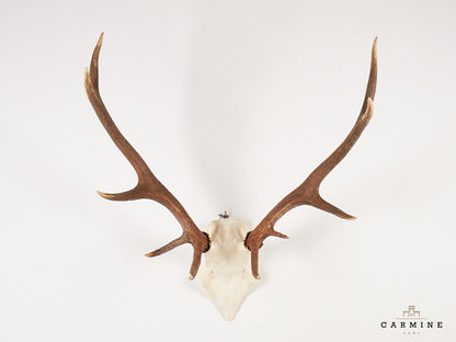 Hirsch Trophäe – Original Geweih Vintage