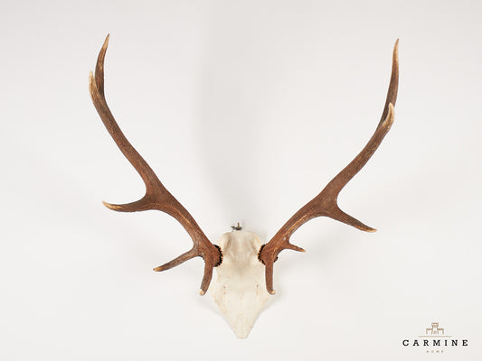 Hirsch Trophäe – Original Geweih Vintage