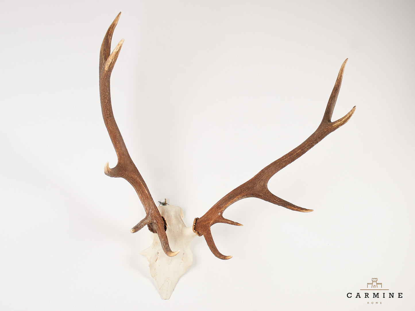 Hirsch Trophäe – Original Geweih Vintage