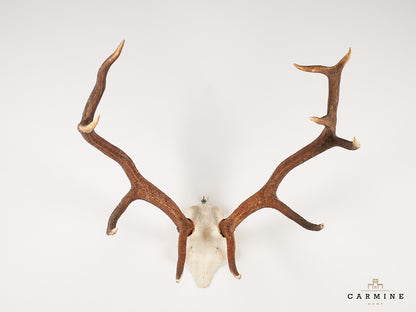 Hirsch Trophäe – Original Geweih Vintage