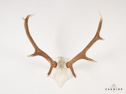 Hirsch Trophäe – Original Geweih Vintage