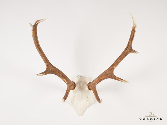 Hirsch Trophäe – Original Geweih Vintage