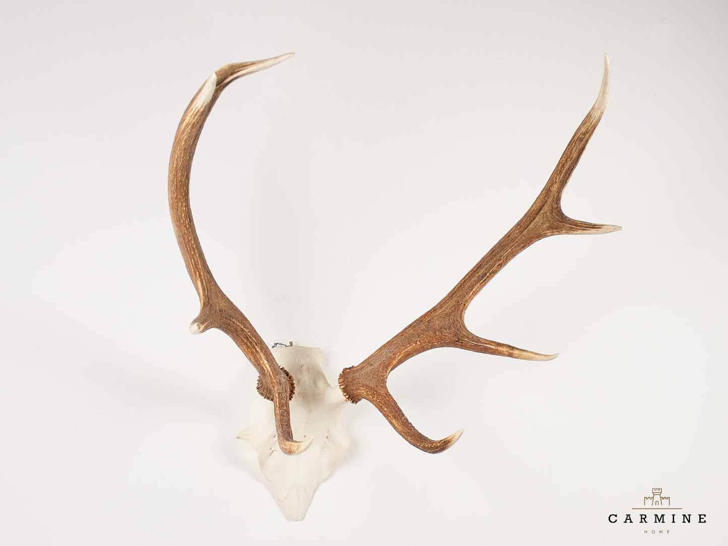 Hirsch Trophäe – Original Geweih Vintage